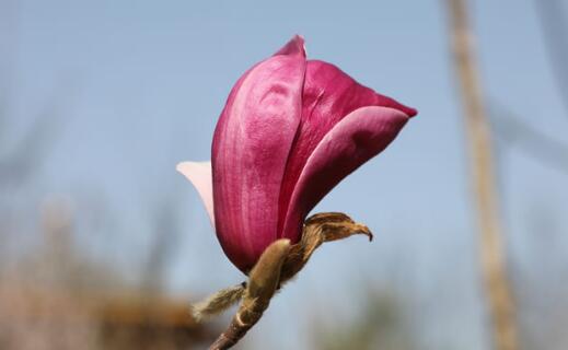 ӢQȾҕܓp,ӢȺwָʲô
