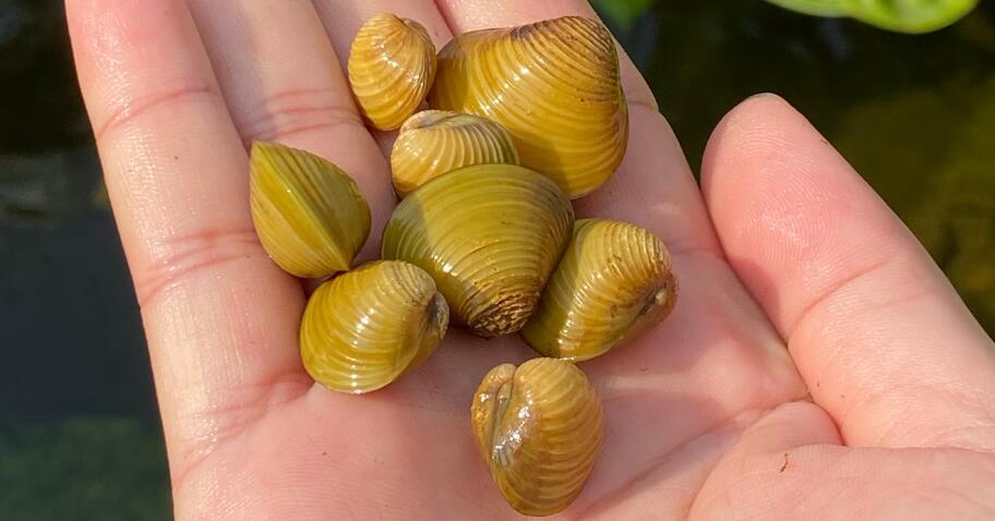 黃金蜆對(duì)魚缸的危害
