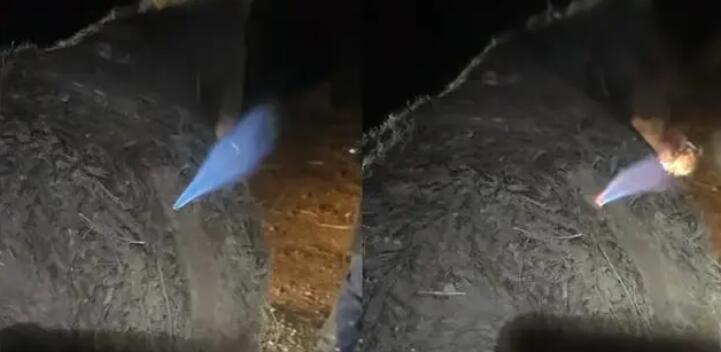 騾子肚子發(fā)脹獸醫(yī)放氣點火